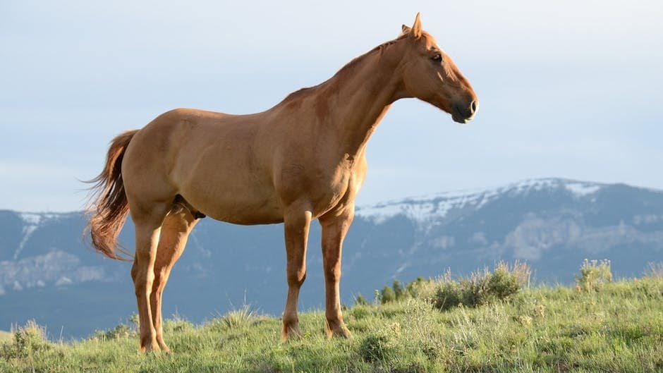 A Horse of Course: Understanding Equine Therapy