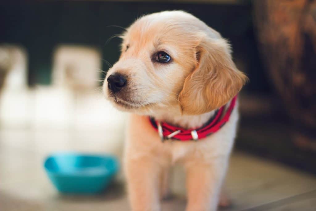 How Do Pets Help Recovery?