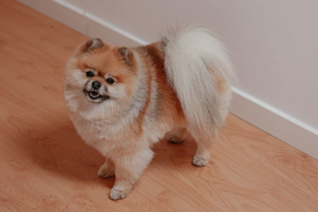 5 Ways an Emotional Support Animal Can Help You Fight Addiction