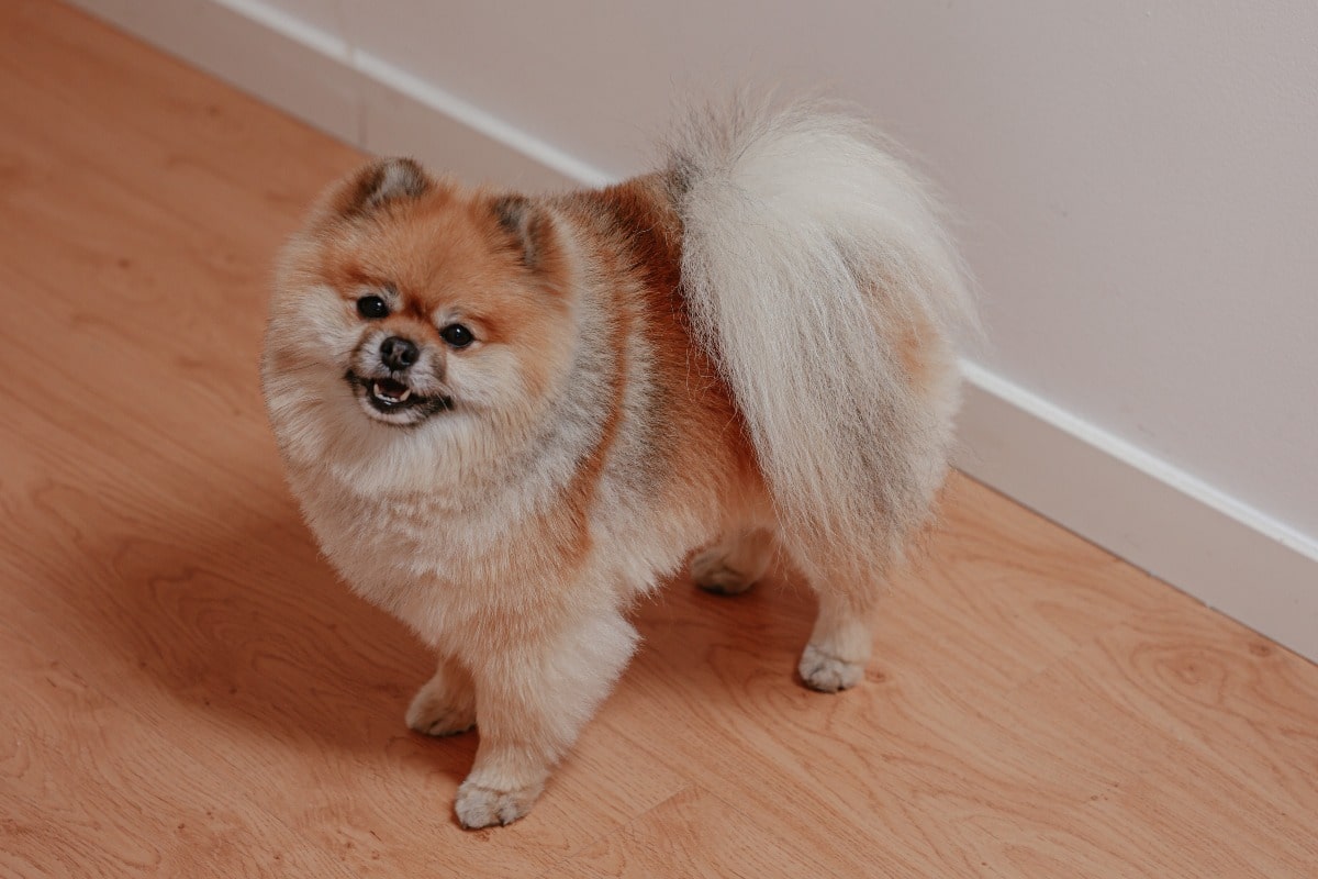 5 Ways an Emotional Support Animal Can Help You Fight Addiction