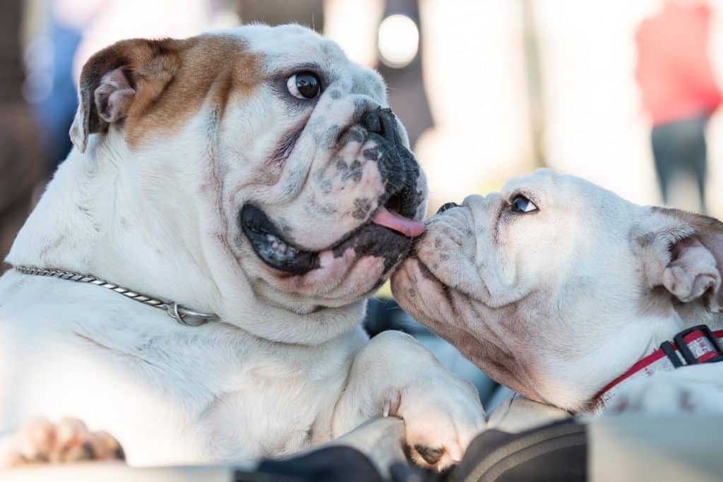 How Does Animal-Assisted Therapy Help People in Recovery?
